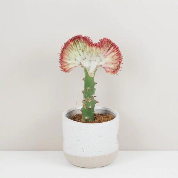 Euphorbia lactea ‘Cristata’ ružová - bonsai terárium | rastlinné terárium | nenáročné rastliny | čistiace vzduch rastliny | vlhkomilné rastliny | ťahavé rastliny | izbové rastliny do tieňa | rastliny na rozptýlené svetlo | rastliny na priame slnko | bezpečné rastliny pre deti | bezpečné rastliny pre zvieratá | rastliny do kúpeľne | zelená dekorácia | starostlivosť o rastliny | DIY terárium