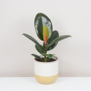Ficus elastica ‘Robusta’ - bonsai terárium | rastlinné terárium | nenáročné rastliny | čistiace vzduch rastliny | vlhkomilné rastliny | ťahavé rastliny | izbové rastliny do tieňa | rastliny na rozptýlené svetlo | rastliny na priame slnko | bezpečné rastliny pre deti | bezpečné rastliny pre zvieratá | rastliny do kúpeľne | zelená dekorácia | starostlivosť o rastliny | DIY terárium