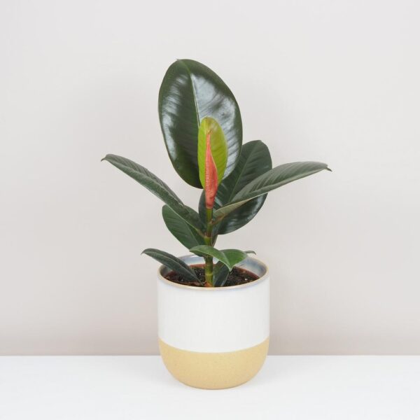 Ficus elastica ‘Robusta’ - bonsai terárium | rastlinné terárium | nenáročné rastliny | čistiace vzduch rastliny | vlhkomilné rastliny | ťahavé rastliny | izbové rastliny do tieňa | rastliny na rozptýlené svetlo | rastliny na priame slnko | bezpečné rastliny pre deti | bezpečné rastliny pre zvieratá | rastliny do kúpeľne | zelená dekorácia | starostlivosť o rastliny | DIY terárium