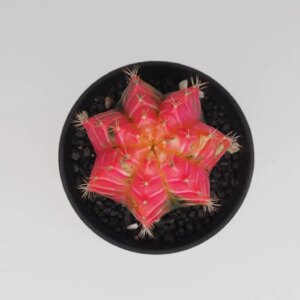 Kaktus Gymnocalycium mihanovichii variegata ružový - bonsai terárium | rastlinné terárium | nenáročné rastliny | čistiace vzduch rastliny | vlhkomilné rastliny | ťahavé rastliny | izbové rastliny do tieňa | rastliny na rozptýlené svetlo | rastliny na priame slnko | bezpečné rastliny pre deti | bezpečné rastliny pre zvieratá | rastliny do kúpeľne | zelená dekorácia | starostlivosť o rastliny | DIY terárium