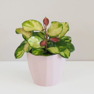 Hoya australis ‘Lisa’ - bonsai terárium | rastlinné terárium | nenáročné rastliny | čistiace vzduch rastliny | vlhkomilné rastliny | ťahavé rastliny | izbové rastliny do tieňa | rastliny na rozptýlené svetlo | rastliny na priame slnko | bezpečné rastliny pre deti | bezpečné rastliny pre zvieratá | rastliny do kúpeľne | zelená dekorácia | starostlivosť o rastliny | DIY terárium