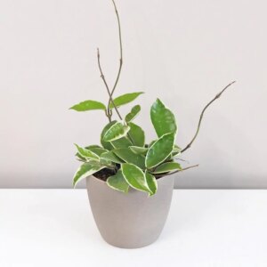 Hoya carnosa ‘Albomarginata’ - bonsai terárium | rastlinné terárium | nenáročné rastliny | čistiace vzduch rastliny | vlhkomilné rastliny | ťahavé rastliny | izbové rastliny do tieňa | rastliny na rozptýlené svetlo | rastliny na priame slnko | bezpečné rastliny pre deti | bezpečné rastliny pre zvieratá | rastliny do kúpeľne | zelená dekorácia | starostlivosť o rastliny | DIY terárium