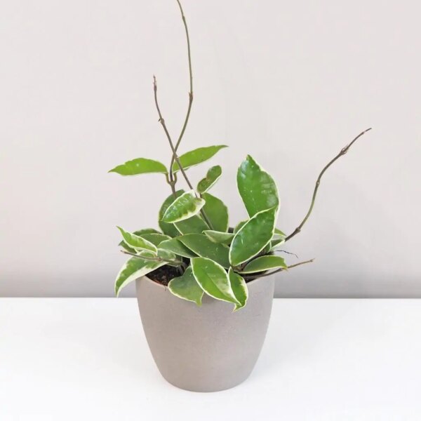 Hoya carnosa ‘Albomarginata’ - bonsai terárium | rastlinné terárium | nenáročné rastliny | čistiace vzduch rastliny | vlhkomilné rastliny | ťahavé rastliny | izbové rastliny do tieňa | rastliny na rozptýlené svetlo | rastliny na priame slnko | bezpečné rastliny pre deti | bezpečné rastliny pre zvieratá | rastliny do kúpeľne | zelená dekorácia | starostlivosť o rastliny | DIY terárium