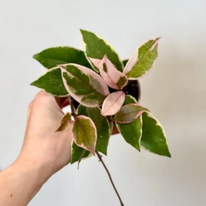 Hoya carnosa ‘Flamingo Dream’ stredná - bonsai terárium | rastlinné terárium | nenáročné rastliny | čistiace vzduch rastliny | vlhkomilné rastliny | ťahavé rastliny | izbové rastliny do tieňa | rastliny na rozptýlené svetlo | rastliny na priame slnko | bezpečné rastliny pre deti | bezpečné rastliny pre zvieratá | rastliny do kúpeľne | zelená dekorácia | starostlivosť o rastliny | DIY terárium