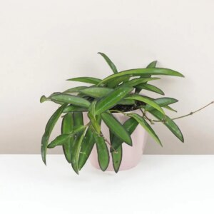 Hoya wayetii - bonsai terárium | rastlinné terárium | nenáročné rastliny | čistiace vzduch rastliny | vlhkomilné rastliny | ťahavé rastliny | izbové rastliny do tieňa | rastliny na rozptýlené svetlo | rastliny na priame slnko | bezpečné rastliny pre deti | bezpečné rastliny pre zvieratá | rastliny do kúpeľne | zelená dekorácia | starostlivosť o rastliny | DIY terárium
