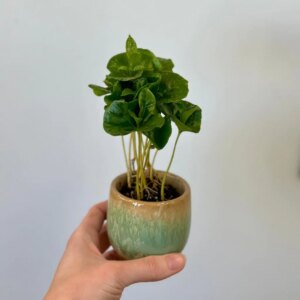 Kávovník / Coffea Arabica malá - bonsai terárium | rastlinné terárium | nenáročné rastliny | čistiace vzduch rastliny | vlhkomilné rastliny | ťahavé rastliny | izbové rastliny do tieňa | rastliny na rozptýlené svetlo | rastliny na priame slnko | bezpečné rastliny pre deti | bezpečné rastliny pre zvieratá | rastliny do kúpeľne | zelená dekorácia | starostlivosť o rastliny | DIY terárium
