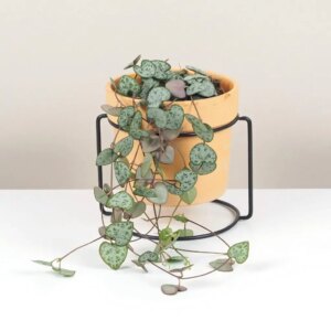 Lampášik / Ceropegia woodii stredná - bonsai terárium | rastlinné terárium | nenáročné rastliny | čistiace vzduch rastliny | vlhkomilné rastliny | ťahavé rastliny | izbové rastliny do tieňa | rastliny na rozptýlené svetlo | rastliny na priame slnko | bezpečné rastliny pre deti | bezpečné rastliny pre zvieratá | rastliny do kúpeľne | zelená dekorácia | starostlivosť o rastliny | DIY terárium