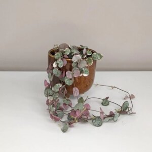 Lampášik / Ceropegia woodii ‘Variegata’ - bonsai terárium | rastlinné terárium | nenáročné rastliny | čistiace vzduch rastliny | vlhkomilné rastliny | ťahavé rastliny | izbové rastliny do tieňa | rastliny na rozptýlené svetlo | rastliny na priame slnko | bezpečné rastliny pre deti | bezpečné rastliny pre zvieratá | rastliny do kúpeľne | zelená dekorácia | starostlivosť o rastliny | DIY terárium