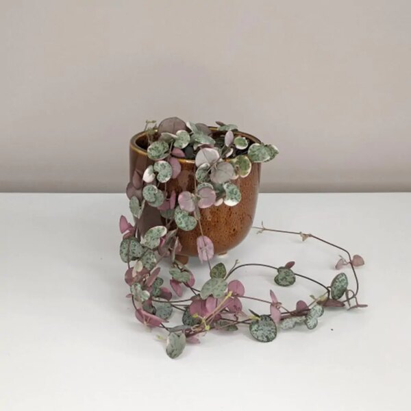 Lampášik / Ceropegia woodii ‘Variegata’ - bonsai terárium | rastlinné terárium | nenáročné rastliny | čistiace vzduch rastliny | vlhkomilné rastliny | ťahavé rastliny | izbové rastliny do tieňa | rastliny na rozptýlené svetlo | rastliny na priame slnko | bezpečné rastliny pre deti | bezpečné rastliny pre zvieratá | rastliny do kúpeľne | zelená dekorácia | starostlivosť o rastliny | DIY terárium