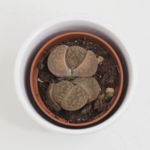 Živé kamene / Lithopsy hnedé - bonsai terárium | rastlinné terárium | nenáročné rastliny | čistiace vzduch rastliny | vlhkomilné rastliny | ťahavé rastliny | izbové rastliny do tieňa | rastliny na rozptýlené svetlo | rastliny na priame slnko | bezpečné rastliny pre deti | bezpečné rastliny pre zvieratá | rastliny do kúpeľne | zelená dekorácia | starostlivosť o rastliny | DIY terárium