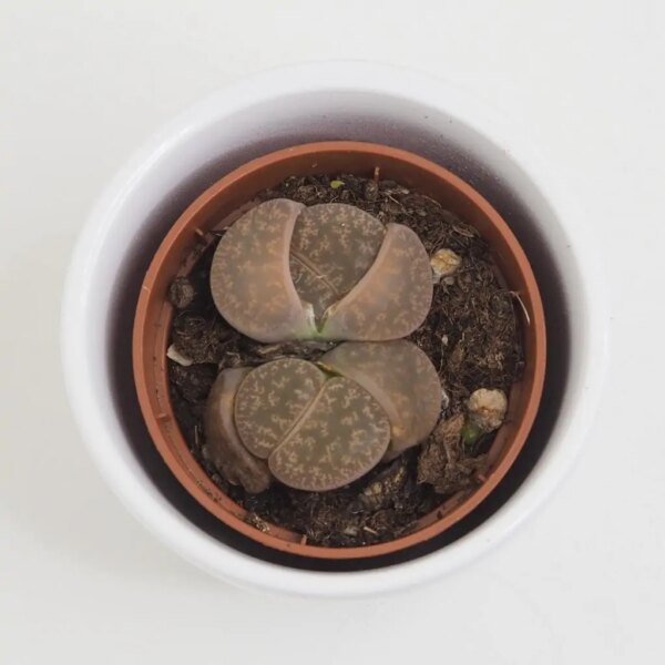Živé kamene / Lithopsy hnedé - bonsai terárium | rastlinné terárium | nenáročné rastliny | čistiace vzduch rastliny | vlhkomilné rastliny | ťahavé rastliny | izbové rastliny do tieňa | rastliny na rozptýlené svetlo | rastliny na priame slnko | bezpečné rastliny pre deti | bezpečné rastliny pre zvieratá | rastliny do kúpeľne | zelená dekorácia | starostlivosť o rastliny | DIY terárium