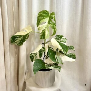 Monstera deliciosa ‘Albo-Variegata’ 1 - bonsai terárium | rastlinné terárium | nenáročné rastliny | čistiace vzduch rastliny | vlhkomilné rastliny | ťahavé rastliny | izbové rastliny do tieňa | rastliny na rozptýlené svetlo | rastliny na priame slnko | bezpečné rastliny pre deti | bezpečné rastliny pre zvieratá | rastliny do kúpeľne | zelená dekorácia | starostlivosť o rastliny | DIY terárium