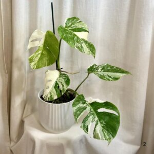 Monstera deliciosa ‘Albo-Variegata’ 2 - bonsai terárium | rastlinné terárium | nenáročné rastliny | čistiace vzduch rastliny | vlhkomilné rastliny | ťahavé rastliny | izbové rastliny do tieňa | rastliny na rozptýlené svetlo | rastliny na priame slnko | bezpečné rastliny pre deti | bezpečné rastliny pre zvieratá | rastliny do kúpeľne | zelená dekorácia | starostlivosť o rastliny | DIY terárium