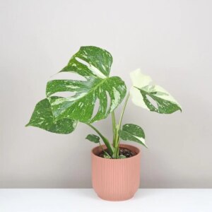Monstera deliciosa ‘Thai constellation’ stredná - bonsai terárium | rastlinné terárium | nenáročné rastliny | čistiace vzduch rastliny | vlhkomilné rastliny | ťahavé rastliny | izbové rastliny do tieňa | rastliny na rozptýlené svetlo | rastliny na priame slnko | bezpečné rastliny pre deti | bezpečné rastliny pre zvieratá | rastliny do kúpeľne | zelená dekorácia | starostlivosť o rastliny | DIY terárium