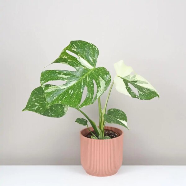 Monstera deliciosa ‘Thai constellation’ stredná - bonsai terárium | rastlinné terárium | nenáročné rastliny | čistiace vzduch rastliny | vlhkomilné rastliny | ťahavé rastliny | izbové rastliny do tieňa | rastliny na rozptýlené svetlo | rastliny na priame slnko | bezpečné rastliny pre deti | bezpečné rastliny pre zvieratá | rastliny do kúpeľne | zelená dekorácia | starostlivosť o rastliny | DIY terárium