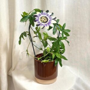 Mučenka / Passiflora caerulea - bonsai terárium | rastlinné terárium | nenáročné rastliny | čistiace vzduch rastliny | vlhkomilné rastliny | ťahavé rastliny | izbové rastliny do tieňa | rastliny na rozptýlené svetlo | rastliny na priame slnko | bezpečné rastliny pre deti | bezpečné rastliny pre zvieratá | rastliny do kúpeľne | zelená dekorácia | starostlivosť o rastliny | DIY terárium