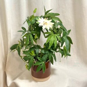 Mučenka / Passiflora caerulea ‘Constance Elliot’ - bonsai terárium | rastlinné terárium | nenáročné rastliny | čistiace vzduch rastliny | vlhkomilné rastliny | ťahavé rastliny | izbové rastliny do tieňa | rastliny na rozptýlené svetlo | rastliny na priame slnko | bezpečné rastliny pre deti | bezpečné rastliny pre zvieratá | rastliny do kúpeľne | zelená dekorácia | starostlivosť o rastliny | DIY terárium