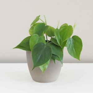 Philodendron cordatum - bonsai terárium | rastlinné terárium | nenáročné rastliny | čistiace vzduch rastliny | vlhkomilné rastliny | ťahavé rastliny | izbové rastliny do tieňa | rastliny na rozptýlené svetlo | rastliny na priame slnko | bezpečné rastliny pre deti | bezpečné rastliny pre zvieratá | rastliny do kúpeľne | zelená dekorácia | starostlivosť o rastliny | DIY terárium