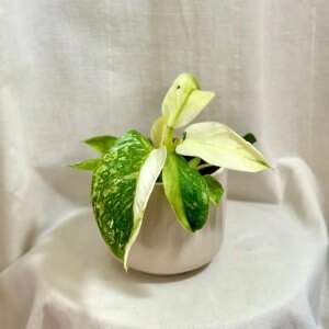 Philodendron ‘Jose Buono’ - bonsai terárium | rastlinné terárium | nenáročné rastliny | čistiace vzduch rastliny | vlhkomilné rastliny | ťahavé rastliny | izbové rastliny do tieňa | rastliny na rozptýlené svetlo | rastliny na priame slnko | bezpečné rastliny pre deti | bezpečné rastliny pre zvieratá | rastliny do kúpeľne | zelená dekorácia | starostlivosť o rastliny | DIY terárium