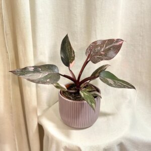 Philodendron ‘Pink Princess Marble’ veľký - bonsai terárium | rastlinné terárium | nenáročné rastliny | čistiace vzduch rastliny | vlhkomilné rastliny | ťahavé rastliny | izbové rastliny do tieňa | rastliny na rozptýlené svetlo | rastliny na priame slnko | bezpečné rastliny pre deti | bezpečné rastliny pre zvieratá | rastliny do kúpeľne | zelená dekorácia | starostlivosť o rastliny | DIY terárium