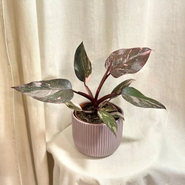 Philodendron ‘Pink Princess Marble’ veľký - bonsai terárium | rastlinné terárium | nenáročné rastliny | čistiace vzduch rastliny | vlhkomilné rastliny | ťahavé rastliny | izbové rastliny do tieňa | rastliny na rozptýlené svetlo | rastliny na priame slnko | bezpečné rastliny pre deti | bezpečné rastliny pre zvieratá | rastliny do kúpeľne | zelená dekorácia | starostlivosť o rastliny | DIY terárium