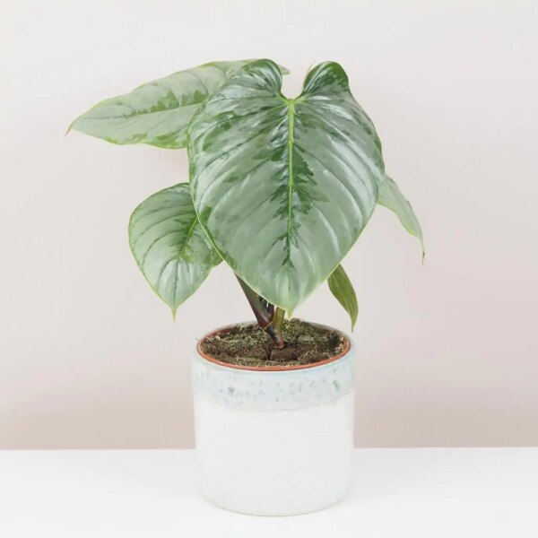 Philodendron sodiroi XXL - bonsai terárium | rastlinné terárium | nenáročné rastliny | čistiace vzduch rastliny | vlhkomilné rastliny | ťahavé rastliny | izbové rastliny do tieňa | rastliny na rozptýlené svetlo | rastliny na priame slnko | bezpečné rastliny pre deti | bezpečné rastliny pre zvieratá | rastliny do kúpeľne | zelená dekorácia | starostlivosť o rastliny | DIY terárium