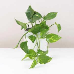 Pothos Epipremnum aureum veľký - bonsai terárium | rastlinné terárium | nenáročné rastliny | čistiace vzduch rastliny | vlhkomilné rastliny | ťahavé rastliny | izbové rastliny do tieňa | rastliny na rozptýlené svetlo | rastliny na priame slnko | bezpečné rastliny pre deti | bezpečné rastliny pre zvieratá | rastliny do kúpeľne | zelená dekorácia | starostlivosť o rastliny | DIY terárium