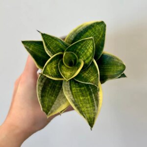 Sansevieria hahnii ‘Super Star’ - bonsai terárium | rastlinné terárium | nenáročné rastliny | čistiace vzduch rastliny | vlhkomilné rastliny | ťahavé rastliny | izbové rastliny do tieňa | rastliny na rozptýlené svetlo | rastliny na priame slnko | bezpečné rastliny pre deti | bezpečné rastliny pre zvieratá | rastliny do kúpeľne | zelená dekorácia | starostlivosť o rastliny | DIY terárium