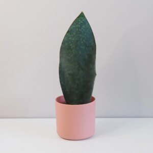 Sansevieria masoniana ‘Victoria’ - bonsai terárium | rastlinné terárium | nenáročné rastliny | čistiace vzduch rastliny | vlhkomilné rastliny | ťahavé rastliny | izbové rastliny do tieňa | rastliny na rozptýlené svetlo | rastliny na priame slnko | bezpečné rastliny pre deti | bezpečné rastliny pre zvieratá | rastliny do kúpeľne | zelená dekorácia | starostlivosť o rastliny | DIY terárium