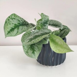 Scindapsus pictus ‘Trebie’ - bonsai terárium | rastlinné terárium | nenáročné rastliny | čistiace vzduch rastliny | vlhkomilné rastliny | ťahavé rastliny | izbové rastliny do tieňa | rastliny na rozptýlené svetlo | rastliny na priame slnko | bezpečné rastliny pre deti | bezpečné rastliny pre zvieratá | rastliny do kúpeľne | zelená dekorácia | starostlivosť o rastliny | DIY terárium