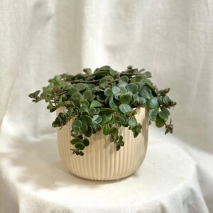 Sedum makinoi ‘Tornado’ - bonsai terárium | rastlinné terárium | nenáročné rastliny | čistiace vzduch rastliny | vlhkomilné rastliny | ťahavé rastliny | izbové rastliny do tieňa | rastliny na rozptýlené svetlo | rastliny na priame slnko | bezpečné rastliny pre deti | bezpečné rastliny pre zvieratá | rastliny do kúpeľne | zelená dekorácia | starostlivosť o rastliny | DIY terárium