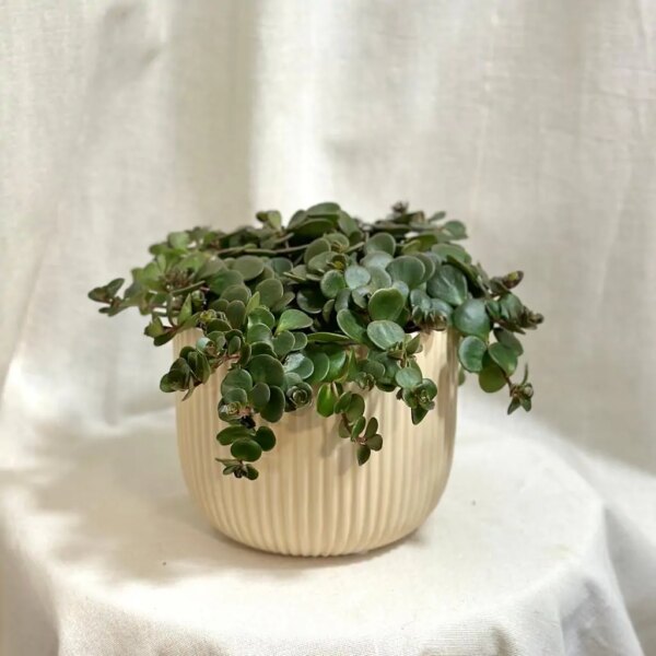 Sedum makinoi ‘Tornado’ - bonsai terárium | rastlinné terárium | nenáročné rastliny | čistiace vzduch rastliny | vlhkomilné rastliny | ťahavé rastliny | izbové rastliny do tieňa | rastliny na rozptýlené svetlo | rastliny na priame slnko | bezpečné rastliny pre deti | bezpečné rastliny pre zvieratá | rastliny do kúpeľne | zelená dekorácia | starostlivosť o rastliny | DIY terárium