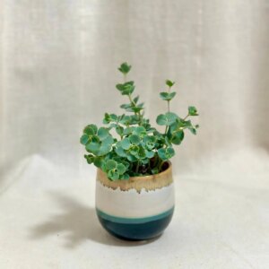 Sedum sieboldii malé - bonsai terárium | rastlinné terárium | nenáročné rastliny | čistiace vzduch rastliny | vlhkomilné rastliny | ťahavé rastliny | izbové rastliny do tieňa | rastliny na rozptýlené svetlo | rastliny na priame slnko | bezpečné rastliny pre deti | bezpečné rastliny pre zvieratá | rastliny do kúpeľne | zelená dekorácia | starostlivosť o rastliny | DIY terárium