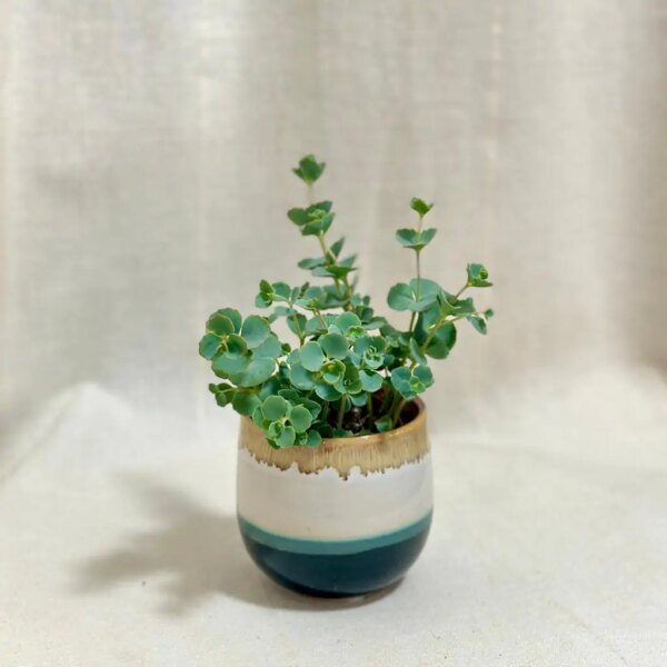 Sedum sieboldii malé - bonsai terárium | rastlinné terárium | nenáročné rastliny | čistiace vzduch rastliny | vlhkomilné rastliny | ťahavé rastliny | izbové rastliny do tieňa | rastliny na rozptýlené svetlo | rastliny na priame slnko | bezpečné rastliny pre deti | bezpečné rastliny pre zvieratá | rastliny do kúpeľne | zelená dekorácia | starostlivosť o rastliny | DIY terárium