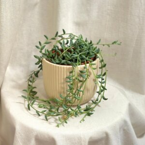 Starček / Senecio radicans veľký - bonsai terárium | rastlinné terárium | nenáročné rastliny | čistiace vzduch rastliny | vlhkomilné rastliny | ťahavé rastliny | izbové rastliny do tieňa | rastliny na rozptýlené svetlo | rastliny na priame slnko | bezpečné rastliny pre deti | bezpečné rastliny pre zvieratá | rastliny do kúpeľne | zelená dekorácia | starostlivosť o rastliny | DIY terárium