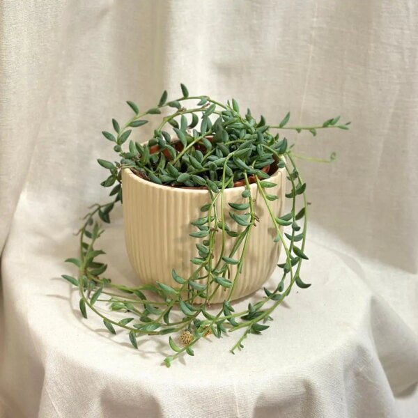 Starček / Senecio radicans veľký - bonsai terárium | rastlinné terárium | nenáročné rastliny | čistiace vzduch rastliny | vlhkomilné rastliny | ťahavé rastliny | izbové rastliny do tieňa | rastliny na rozptýlené svetlo | rastliny na priame slnko | bezpečné rastliny pre deti | bezpečné rastliny pre zvieratá | rastliny do kúpeľne | zelená dekorácia | starostlivosť o rastliny | DIY terárium