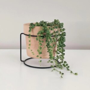 Starček / Senecio rowleyanus - bonsai terárium | rastlinné terárium | nenáročné rastliny | čistiace vzduch rastliny | vlhkomilné rastliny | ťahavé rastliny | izbové rastliny do tieňa | rastliny na rozptýlené svetlo | rastliny na priame slnko | bezpečné rastliny pre deti | bezpečné rastliny pre zvieratá | rastliny do kúpeľne | zelená dekorácia | starostlivosť o rastliny | DIY terárium
