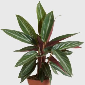 Stromanthe sanguinea - bonsai terárium | rastlinné terárium | nenáročné rastliny | čistiace vzduch rastliny | vlhkomilné rastliny | ťahavé rastliny | izbové rastliny do tieňa | rastliny na rozptýlené svetlo | rastliny na priame slnko | bezpečné rastliny pre deti | bezpečné rastliny pre zvieratá | rastliny do kúpeľne | zelená dekorácia | starostlivosť o rastliny | DIY terárium