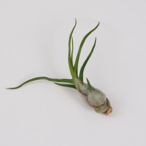 Tillandsia bulbosa - bonsai terárium | rastlinné terárium | nenáročné rastliny | čistiace vzduch rastliny | vlhkomilné rastliny | ťahavé rastliny | izbové rastliny do tieňa | rastliny na rozptýlené svetlo | rastliny na priame slnko | bezpečné rastliny pre deti | bezpečné rastliny pre zvieratá | rastliny do kúpeľne | zelená dekorácia | starostlivosť o rastliny | DIY terárium