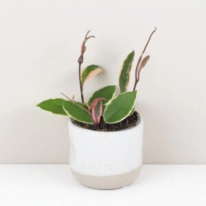 Hoya carnosa ‘Flamingo Dream’ veľká - bonsai terárium | rastlinné terárium | nenáročné rastliny | čistiace vzduch rastliny | vlhkomilné rastliny | ťahavé rastliny | izbové rastliny do tieňa | rastliny na rozptýlené svetlo | rastliny na priame slnko | bezpečné rastliny pre deti | bezpečné rastliny pre zvieratá | rastliny do kúpeľne | zelená dekorácia | starostlivosť o rastliny | DIY terárium