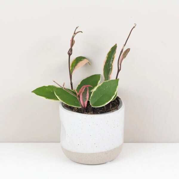 Hoya carnosa ‘Flamingo Dream’ veľká - bonsai terárium | rastlinné terárium | nenáročné rastliny | čistiace vzduch rastliny | vlhkomilné rastliny | ťahavé rastliny | izbové rastliny do tieňa | rastliny na rozptýlené svetlo | rastliny na priame slnko | bezpečné rastliny pre deti | bezpečné rastliny pre zvieratá | rastliny do kúpeľne | zelená dekorácia | starostlivosť o rastliny | DIY terárium