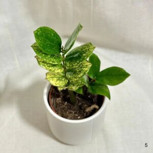 Zamioculcas zamiifolia ‘Chameleon’ 5 - bonsai terárium | rastlinné terárium | nenáročné rastliny | čistiace vzduch rastliny | vlhkomilné rastliny | ťahavé rastliny | izbové rastliny do tieňa | rastliny na rozptýlené svetlo | rastliny na priame slnko | bezpečné rastliny pre deti | bezpečné rastliny pre zvieratá | rastliny do kúpeľne | zelená dekorácia | starostlivosť o rastliny | DIY terárium