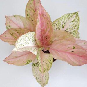 Aglaonema ‘Bidadari’ veľká - bonsai terárium | rastlinné terárium | nenáročné rastliny | čistiace vzduch rastliny | vlhkomilné rastliny | ťahavé rastliny | izbové rastliny do tieňa | rastliny na rozptýlené svetlo | rastliny na priame slnko | bezpečné rastliny pre deti | bezpečné rastliny pre zvieratá | rastliny do kúpeľne | zelená dekorácia | starostlivosť o rastliny | DIY terárium