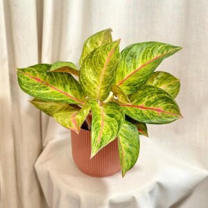 Aglaonema ‘Gala Red’ veľká - bonsai terárium | rastlinné terárium | nenáročné rastliny | čistiace vzduch rastliny | vlhkomilné rastliny | ťahavé rastliny | izbové rastliny do tieňa | rastliny na rozptýlené svetlo | rastliny na priame slnko | bezpečné rastliny pre deti | bezpečné rastliny pre zvieratá | rastliny do kúpeľne | zelená dekorácia | starostlivosť o rastliny | DIY terárium