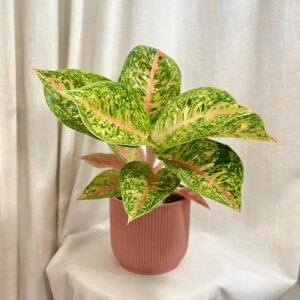Aglaonema ‘Grand Poppy’ veľká - bonsai terárium | rastlinné terárium | nenáročné rastliny | čistiace vzduch rastliny | vlhkomilné rastliny | ťahavé rastliny | izbové rastliny do tieňa | rastliny na rozptýlené svetlo | rastliny na priame slnko | bezpečné rastliny pre deti | bezpečné rastliny pre zvieratá | rastliny do kúpeľne | zelená dekorácia | starostlivosť o rastliny | DIY terárium