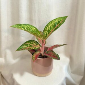 Aglaonema ‘Lychee Red’ - bonsai terárium | rastlinné terárium | nenáročné rastliny | čistiace vzduch rastliny | vlhkomilné rastliny | ťahavé rastliny | izbové rastliny do tieňa | rastliny na rozptýlené svetlo | rastliny na priame slnko | bezpečné rastliny pre deti | bezpečné rastliny pre zvieratá | rastliny do kúpeľne | zelená dekorácia | starostlivosť o rastliny | DIY terárium