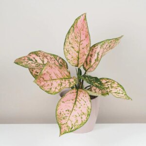 Aglaonema ‘Pink Beauty’ - bonsai terárium | rastlinné terárium | nenáročné rastliny | čistiace vzduch rastliny | vlhkomilné rastliny | ťahavé rastliny | izbové rastliny do tieňa | rastliny na rozptýlené svetlo | rastliny na priame slnko | bezpečné rastliny pre deti | bezpečné rastliny pre zvieratá | rastliny do kúpeľne | zelená dekorácia | starostlivosť o rastliny | DIY terárium
