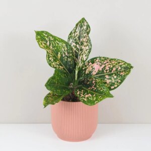 Aglaonema ‘Pink Leopard’ - bonsai terárium | rastlinné terárium | nenáročné rastliny | čistiace vzduch rastliny | vlhkomilné rastliny | ťahavé rastliny | izbové rastliny do tieňa | rastliny na rozptýlené svetlo | rastliny na priame slnko | bezpečné rastliny pre deti | bezpečné rastliny pre zvieratá | rastliny do kúpeľne | zelená dekorácia | starostlivosť o rastliny | DIY terárium