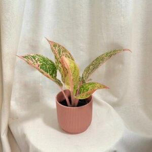 Aglaonema ‘Prestige’ stredná - bonsai terárium | rastlinné terárium | nenáročné rastliny | čistiace vzduch rastliny | vlhkomilné rastliny | ťahavé rastliny | izbové rastliny do tieňa | rastliny na rozptýlené svetlo | rastliny na priame slnko | bezpečné rastliny pre deti | bezpečné rastliny pre zvieratá | rastliny do kúpeľne | zelená dekorácia | starostlivosť o rastliny | DIY terárium