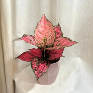 Aglaonema ‘Spicy Pink’ - bonsai terárium | rastlinné terárium | nenáročné rastliny | čistiace vzduch rastliny | vlhkomilné rastliny | ťahavé rastliny | izbové rastliny do tieňa | rastliny na rozptýlené svetlo | rastliny na priame slnko | bezpečné rastliny pre deti | bezpečné rastliny pre zvieratá | rastliny do kúpeľne | zelená dekorácia | starostlivosť o rastliny | DIY terárium